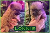 Lonnie, a male Pomeranian for sale in Opelika, AL – 1 of 1