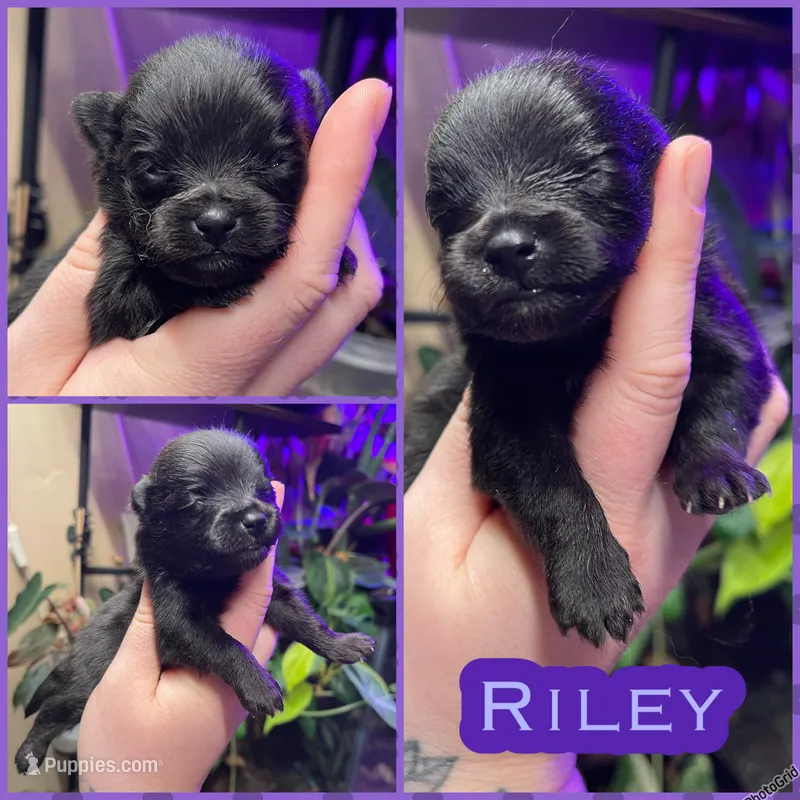 Riley – Pomeranian puppy for sale in Opelika, AL