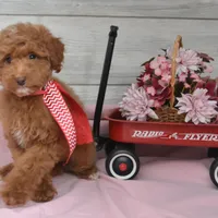 Stocking Toy, a male Goldendoodle for sale in Middlebury, IN – Photo 2 of 10