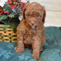 Stocking Toy, a male Goldendoodle for sale in Middlebury, IN – Photo 8 of 10