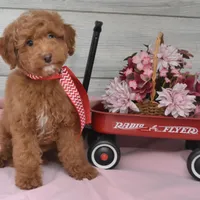 Stocking Toy, a male Goldendoodle for sale in Middlebury, IN – Photo 1 of 10