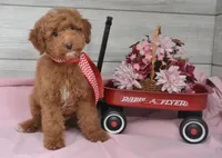 Stocking Toy, a male Goldendoodle for sale in Middlebury, IN – Photo 8 of 10