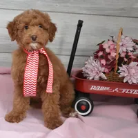 Stocking Toy, a male Goldendoodle for sale in Middlebury, IN – Photo 5 of 10