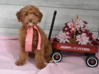 Stocking Toy, a male Goldendoodle for sale in Middlebury, IN – Photo 4 of 10