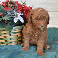 Stocking Toy, a male Goldendoodle for sale in Middlebury, IN – Photo 7 of 10