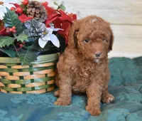 Stocking Toy, a male Goldendoodle for sale in Middlebury, IN – Photo 6 of 10