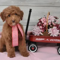 Stocking Toy, a male Goldendoodle for sale in Middlebury, IN – Photo 9 of 10