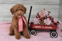 Stocking Toy, a male Goldendoodle for sale in Middlebury, IN – Photo 9 of 10