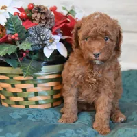 Stocking Toy, a male Goldendoodle for sale in Middlebury, IN – Photo 4 of 10