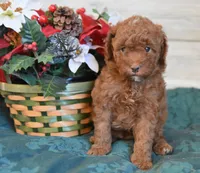 Stocking Toy, a male Goldendoodle for sale in Middlebury, IN – Photo 3 of 10
