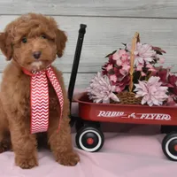 Stocking Toy, a male Goldendoodle for sale in Middlebury, IN – Photo 10 of 10