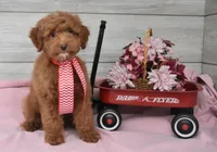 Stocking Toy, a male Goldendoodle for sale in Middlebury, IN – Photo 10 of 10