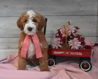 Trigger , a male Goldendoodle for sale in Middlebury, IN – Photo 1 of 7