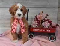 Trigger , a male Goldendoodle for sale in Middlebury, IN – Photo 7 of 7