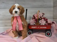 Trigger , a male Goldendoodle for sale in Middlebury, IN – Photo 5 of 7