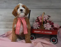 Trigger , a male Goldendoodle for sale in Middlebury, IN – Photo 3 of 7