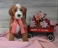 Trigger , a male Goldendoodle for sale in Middlebury, IN – Photo 6 of 7