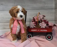 Trigger , a male Goldendoodle for sale in Middlebury, IN – Photo 4 of 7