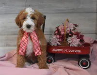 Trigger , a male Goldendoodle for sale in Middlebury, IN – Photo 2 of 7