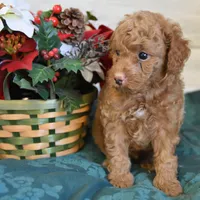 Sleigh Toy, a male Goldendoodle for sale in Middlebury, IN – Photo 4 of 10