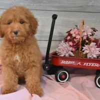 Sleigh Toy, a male Goldendoodle for sale in Middlebury, IN – Photo 10 of 10