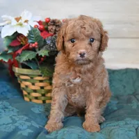 Sleigh Toy, a male Goldendoodle for sale in Middlebury, IN – Photo 6 of 10