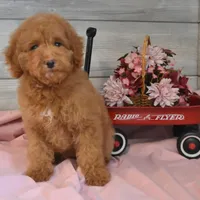 Sleigh Toy, a male Goldendoodle for sale in Middlebury, IN – Photo 2 of 10