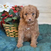 Sleigh Toy, a male Goldendoodle for sale in Middlebury, IN – Photo 3 of 10