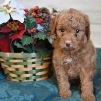 Sleigh Toy, a male Goldendoodle for sale in Middlebury, IN – Photo 7 of 10