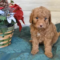 Sleigh Toy, a male Goldendoodle for sale in Middlebury, IN – Photo 5 of 10