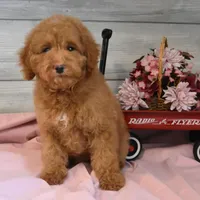 Sleigh Toy, a male Goldendoodle for sale in Middlebury, IN – Photo 8 of 10