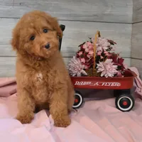 Sleigh Toy, a male Goldendoodle for sale in Middlebury, IN – Photo 9 of 10
