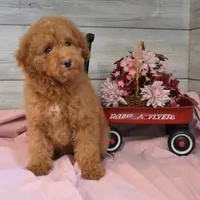 Sleigh Toy, a male Goldendoodle for sale in Middlebury, IN – Photo 1 of 10