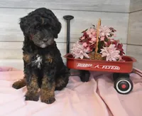Travis , a male Goldendoodle for sale in Middlebury, IN – Photo 2 of 7