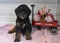 Travis , a male Goldendoodle for sale in Middlebury, IN – Photo 1 of 7