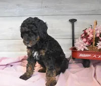 Travis , a male Goldendoodle for sale in Middlebury, IN – Photo 3 of 7