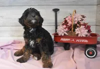 Travis , a male Goldendoodle for sale in Middlebury, IN – Photo 7 of 7