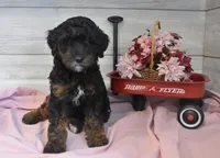Travis , a male Goldendoodle for sale in Middlebury, IN – Photo 4 of 7