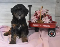 Travis , a male Goldendoodle for sale in Middlebury, IN – Photo 6 of 7