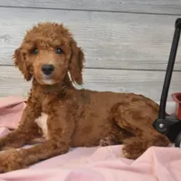 Rusty, a male Goldendoodle for sale in Middlebury, IN – Photo 6 of 7
