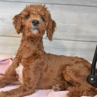 Rusty, a male Goldendoodle for sale in Middlebury, IN – Photo 5 of 7