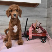 Rusty, a male Goldendoodle for sale in Middlebury, IN – Photo 3 of 7