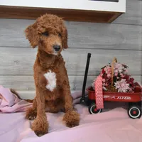 Rusty, a male Goldendoodle for sale in Middlebury, IN – Photo 2 of 7