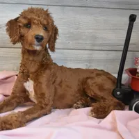 Rusty, a male Goldendoodle for sale in Middlebury, IN – Photo 1 of 7