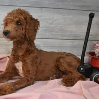 Rusty, a male Goldendoodle for sale in Middlebury, IN – Photo 4 of 7
