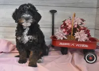 Thomas, a male Goldendoodle for sale in Middlebury, IN – Photo 4 of 6