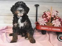 Thomas, a male Goldendoodle for sale in Middlebury, IN – Photo 6 of 6