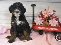 Thomas, a male Goldendoodle for sale in Middlebury, IN – Photo 5 of 6