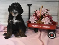 Thomas, a male Goldendoodle for sale in Middlebury, IN – Photo 3 of 6