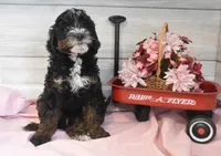 Thomas, a male Goldendoodle for sale in Middlebury, IN – Photo 2 of 6